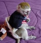 cute monkeys for freee adoption