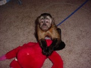 Marmoset and Capuchin Monkeys available 