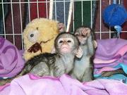 !Adorable capuchin, squirrel, spider and marmoset monkeys ready for goo